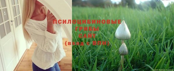 прущие грибы Каменногорск