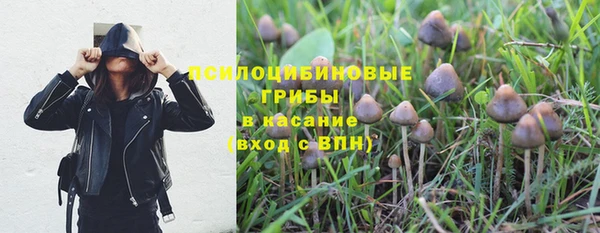 прущие грибы Каменногорск
